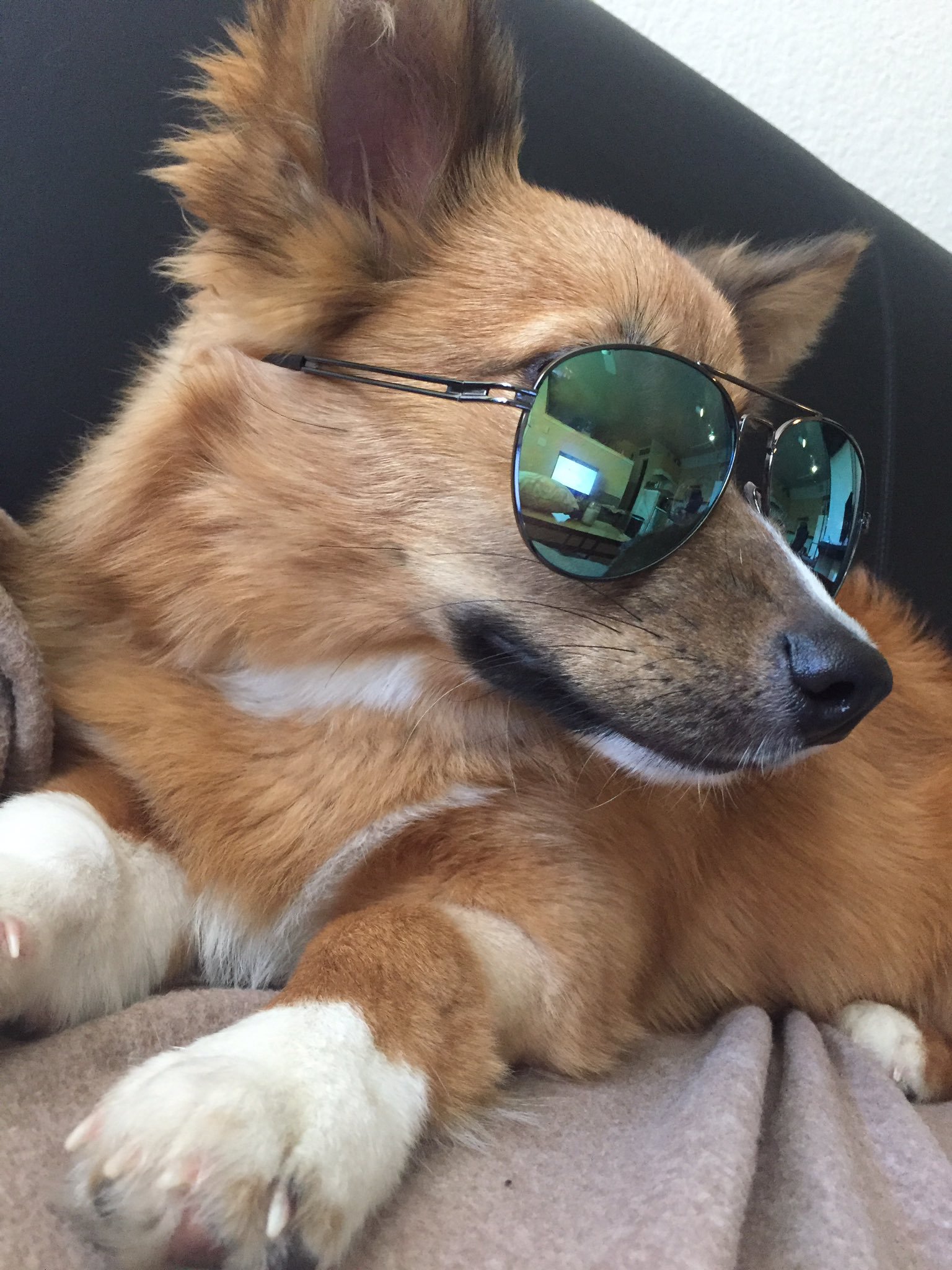 Baxter the cool dog, ready to chill with you